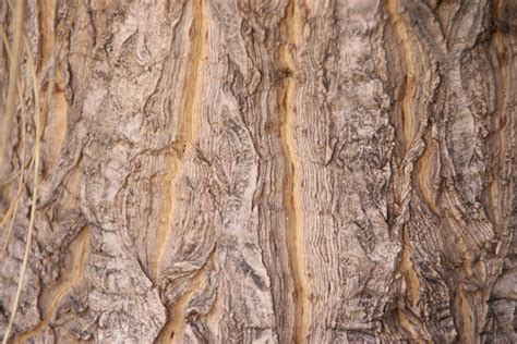 Free Images : nature, wood, palm tree, texture, bark, formation, soil, tree trunk, geology ...