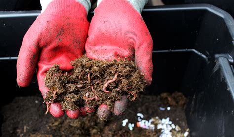 How to Create a Composting Worm Bin in 5 Easy Steps | Edible Alaska