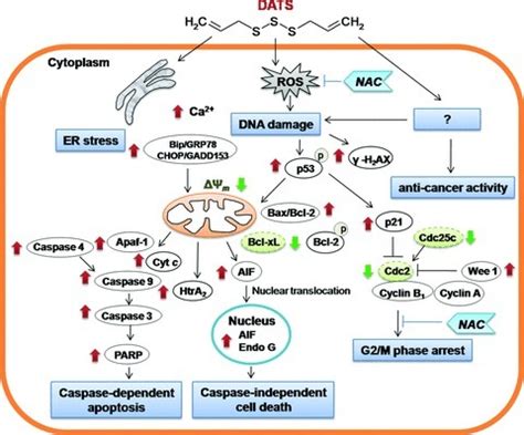 Proposed mechanisms for DATS-induced cell cycle arrest and apoptosis ...