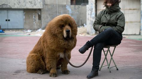 Tibetan Mastiff - Dog Breed history and some interesting facts