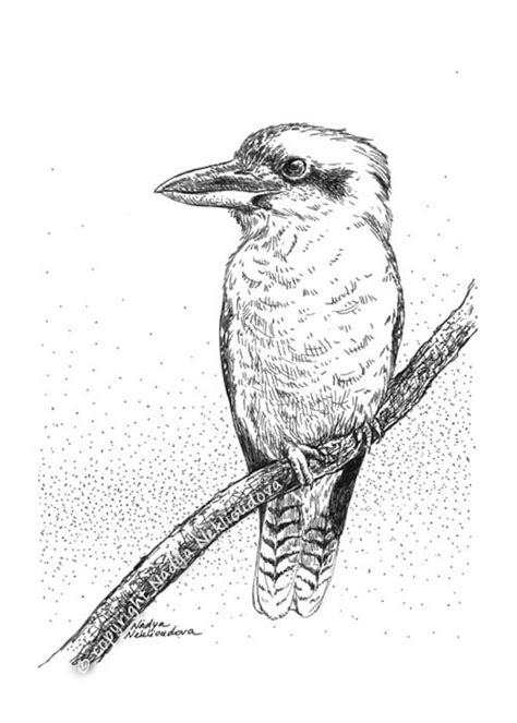 Kookaburra sketch original drawing 5x7 inches 12x18cm pen