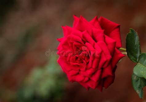 Red Rose Flower with Blur Background and Detail Texture Stock Image - Image of decoration ...