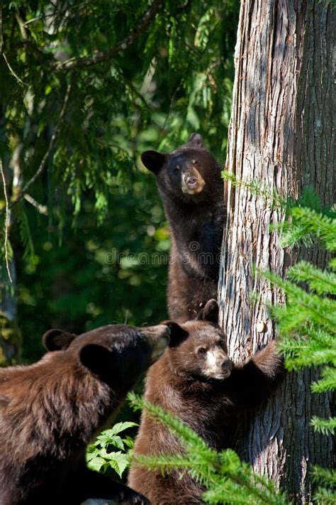 Black bear cubs and mother stock photo. Image of shoreline - 45656974