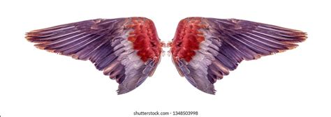 Angel Wings Isolated On White Background Stock Photo 1348503998 | Shutterstock