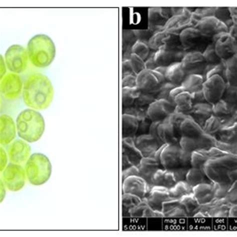 Morphological image of Chlorella sp. green microalgae (a) under... | Download Scientific Diagram