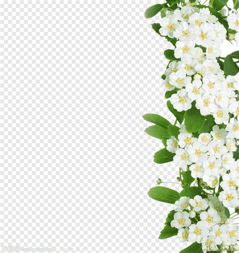 White Flower Border Plants | Best Flower Site