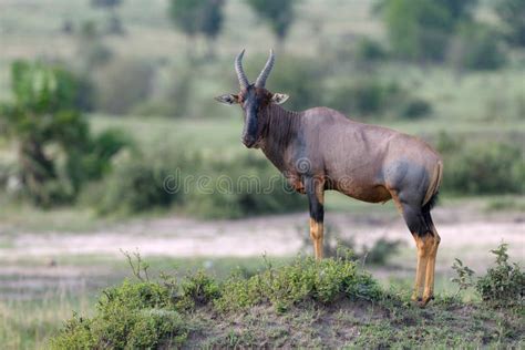 Topi Antelope Herd Walking in Unison in Masai Mara Game Reserve Stock Photo - Image of ...