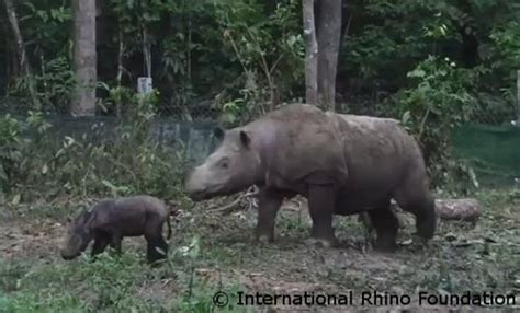 First Sumatran Rhino Baby Born in Captivity in Indonesia - EDGE of ...