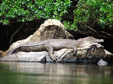 16 best Crocodiles of the Daintree Rainforest images on Pinterest | Alligators, Crocodile and ...