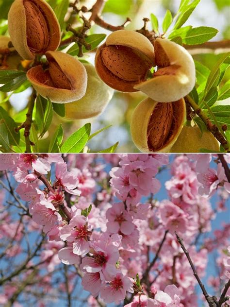 Prunus dulcis - Patio Almond Tree