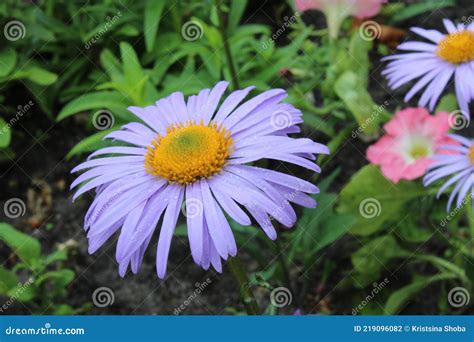 Symphyotrichum Oblongifolium Aromatic Aster Colored Purple Daisy with ...