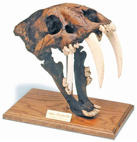 Saber-Toothed Tiger 1:1 Life-Size Skull Model Figure Statue Fossil Replica Toy dinosaur action ...