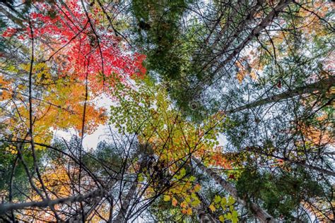 Autumn Season in Canada, Fall Colors in Canada, Forest Fall Colors ...