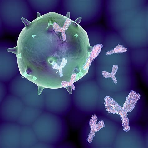 IgM (Immunoglobulin M) Antibodies: Blood Test & Levels - SelfDecode Labs