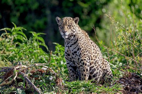 Brazil, Mato Grosso, The Pantanal, Rio Photograph by Ellen Goff | Fine ...