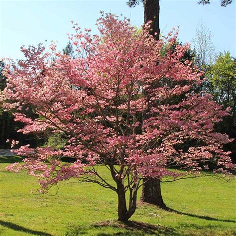 Red Flowering Dogwood For Sale / 3.63-Gallon Red American Beauty Dogwood Flowering Tree in ...