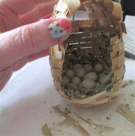 exploring dud zebra finch eggs & nest | Homeschooling | Pinterest ...