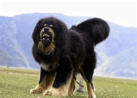 Gaddi Kutta Dog - Temperament, Origins & Care (BREED GUIDE)