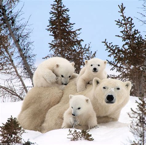 Polar bear cubs pictured keeping close to mom in Canadian wilderness ...