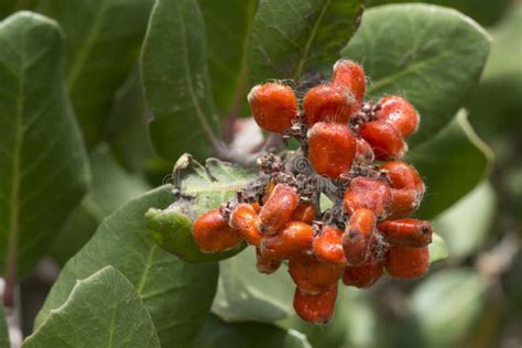 Closeup Lemonade Berry Fruit on Stem Stock Image - Image of shrub, edible: 120986111