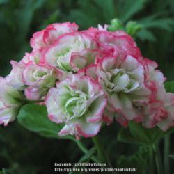 Pelargoniums: Collection of Varieties - Garden.org