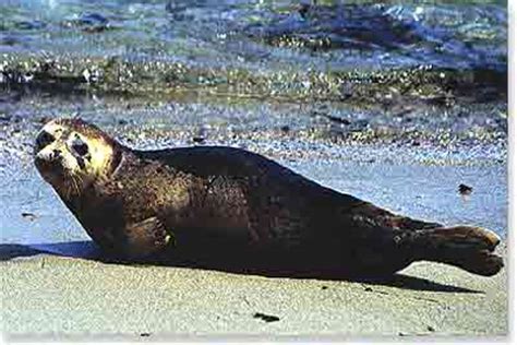 Harbor Seals - Doheny State Beach Foundation