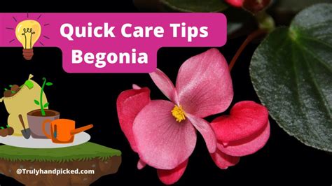 #5 Things to Avoid: Begonia Care on Watering & Propagation