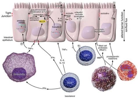 Intestinal Barrier Dysfunction & TJ Formation - EP Wellness & Functional Medicine Clinic