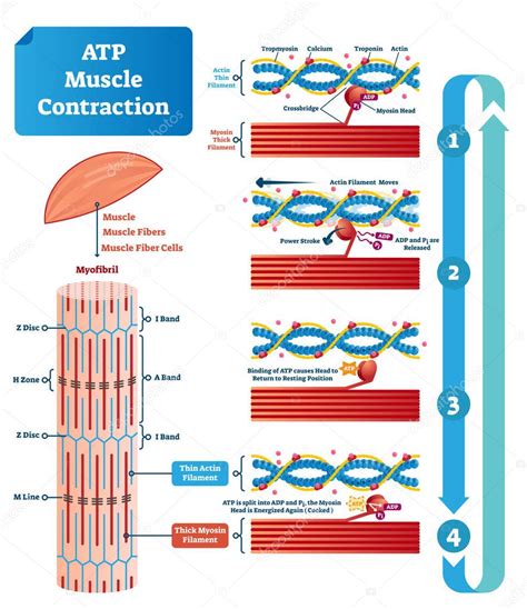 Ilustración de vector de ATP muscular contracción ciclo etiquetado esquema educativo — Vector de ...