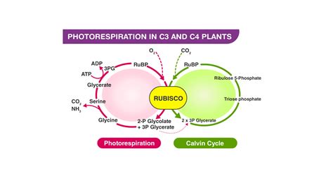 How does carbon fixation work?