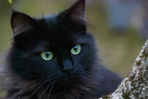 Black Cat Cats Portrait Of - Free photo on Pixabay