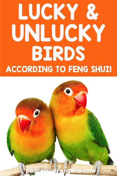 feng shui bird meanings