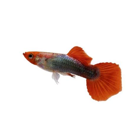 Red Panda Guppy For Sale - Male | Petco