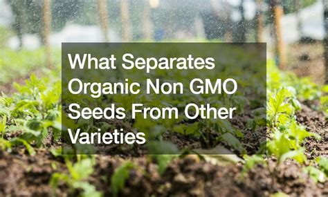 What Separates Organic Non GMO Seeds From Other Varieties - The Good Neighborhood