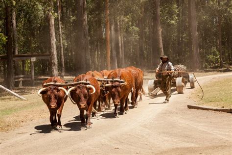 Bullock Team As Used Historically Stock Image - Image of mammal, agriculture: 172408109