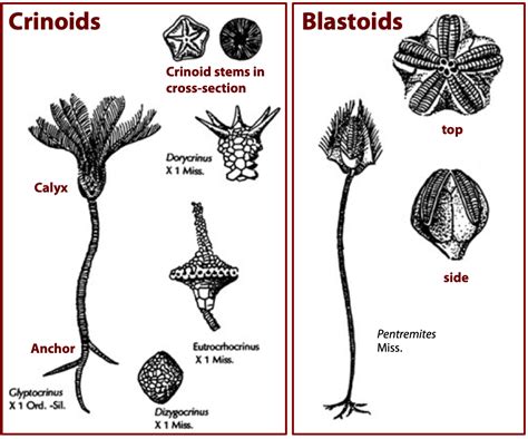 Echinoderms Diagram