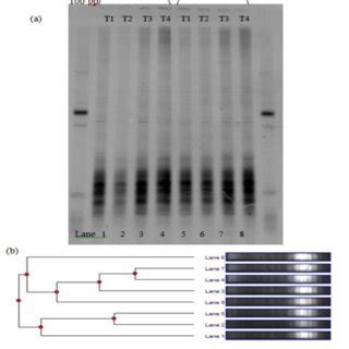 Negative image of SYBR Gold stained denaturing gradient gel ...