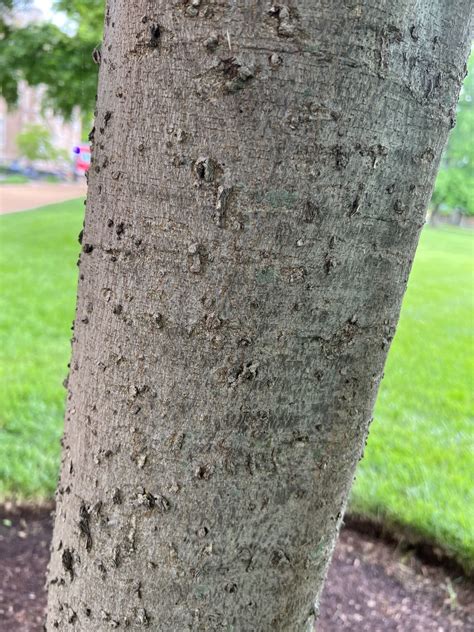 How to Identify the Common Hackberry | Washington University Arboretum ...