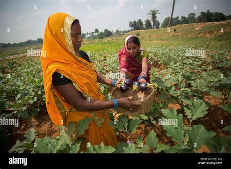 Woman farmer in Bihar State, India Stock Photo - Alamy