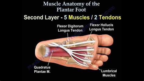 Muscle Anatomy Of The Plantar Foot - Everything You Need To Know - Dr. Nabil Ebraheim - YouTube