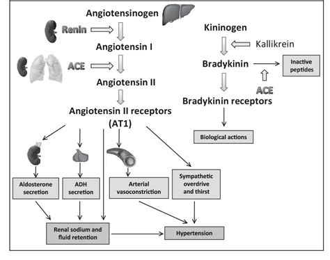 Figure 1 from Renin-angiotensin system, hypertension, and chronic kidney disease ...