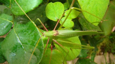 Katydid Katydid in the Nature on the Leaves Green Katydids Camouflage ...