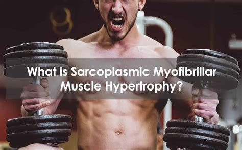 What Is Sarcoplasmic Myofibrillar Muscle Hypertrophy?