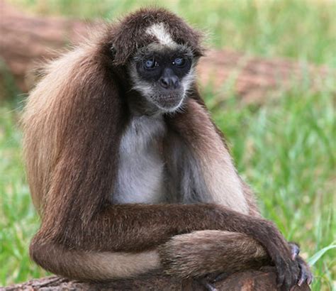 Brown Spider Monkey | Endangered List