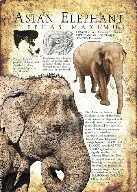 Asian Elephant Poster Print / Infographic