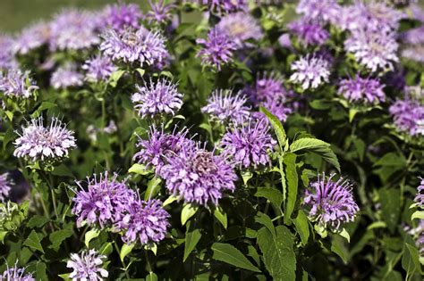 turnerseed: Wild Bergamot - (Bee Balm)