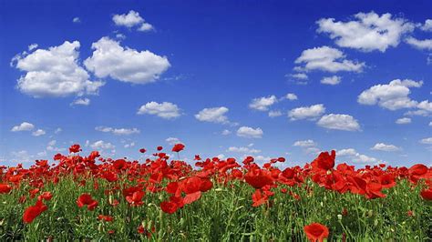 HD wallpaper: Poppy Flower Field, grass, nature and landscapes ...