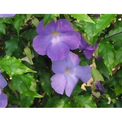 Thunbergia erecta