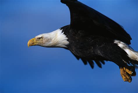 Business Strategy: Are You Flying Like an Eagle in Your Business ...