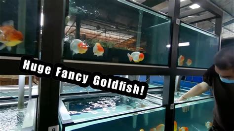 NK Goldfish farm | A close look at some AMAZING fish @SGBeardedAquarist - YouTube